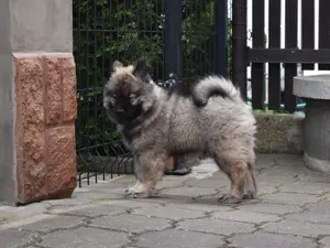 Amiah – 16