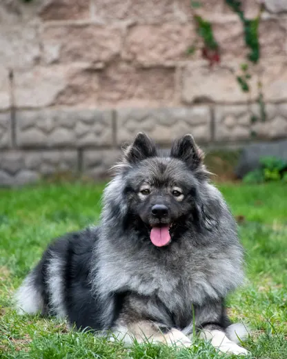 Amiah Pura Anima